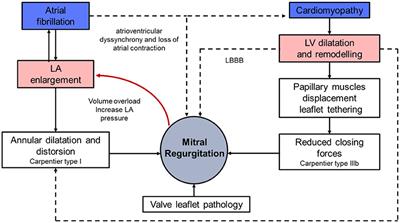 Epidemiology, Pathophysiology, and Management of Native Atrioventricular Valve Regurgitation in Heart Failure Patients